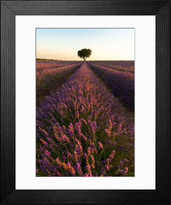 Framed Print : Lavender fields of Brihuega, Guadalajara, Spain, Europe Framed Print : Lavender fields of Brihuega, Guadalajara, Spain, Europe