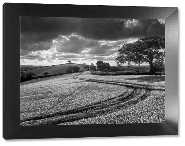Summer crop field in rolling countryside, Crediton, Devon, England, United Kingdom