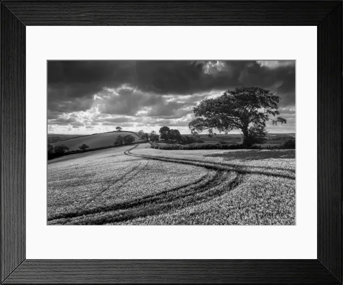 Framed Print : Summer crop field in rolling countryside, Crediton, Devon, England, United Kingdom Framed Print : Summer crop field in rolling countryside, Crediton, Devon, England, United Kingdom