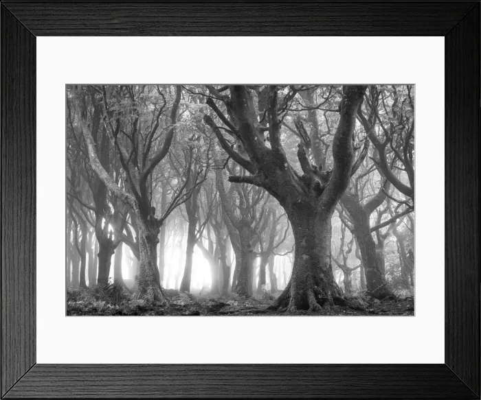 Framed Print : Deciduous woodland in morning sunlight in summer, Cornwall, England, United Kingdom Framed Print : Deciduous woodland in morning sunlight in summer, Cornwall, England, United Kingdom
