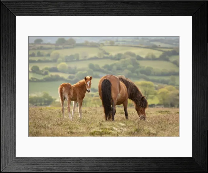 Framed Print : Mother and foal Dartmoor Ponies grazing on the moor, Dartmoor National Park, Devon Framed Print : Mother and foal Dartmoor Ponies grazing on the moor, Dartmoor National Park, Devon