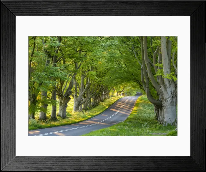 Framed Print : Beech tree avenue and road in morning sunlight in spring, Badbury Rings, Dorset, England Framed Print : Beech tree avenue and road in morning sunlight in spring, Badbury Rings, Dorset, England