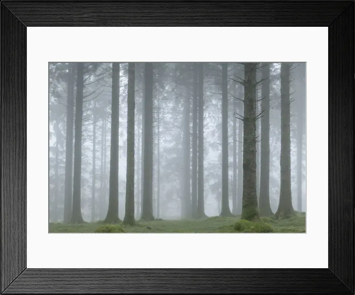 Framed Print : Foggy winter morning in a conifer woodland near Fernworthy Reservoir, Dartmoor, Devon Framed Print : Foggy winter morning in a conifer woodland near Fernworthy Reservoir, Dartmoor, Devon