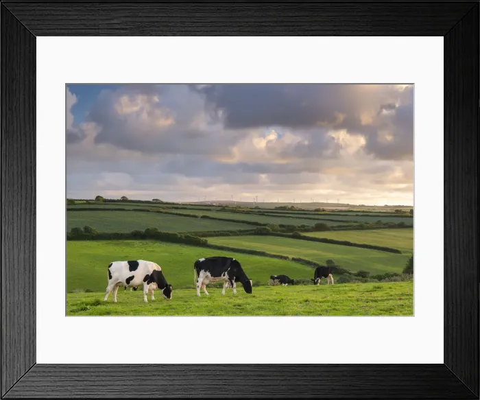 Framed Print : Dairy cattle grazing in a Cornish field at sunset in summer, St
