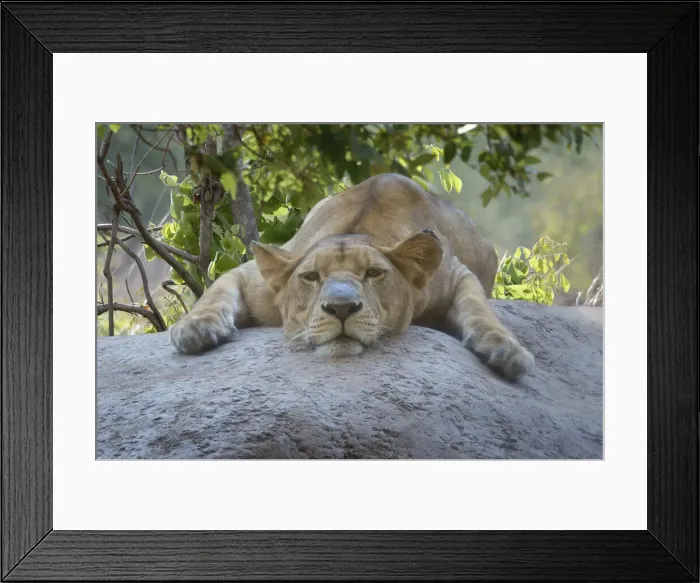 Framed Print : Female Angolan Lion (Panthera leo melanochaita), Angola, Africa