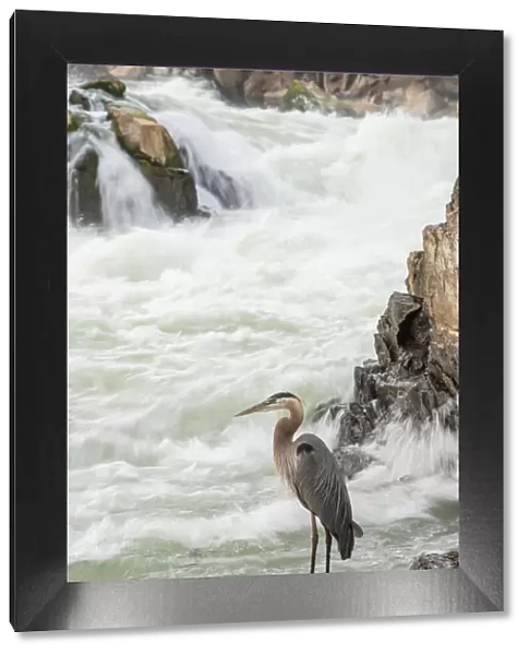Great Blue Heron at Great Falls on the Potomac River near Potomac, Maryland