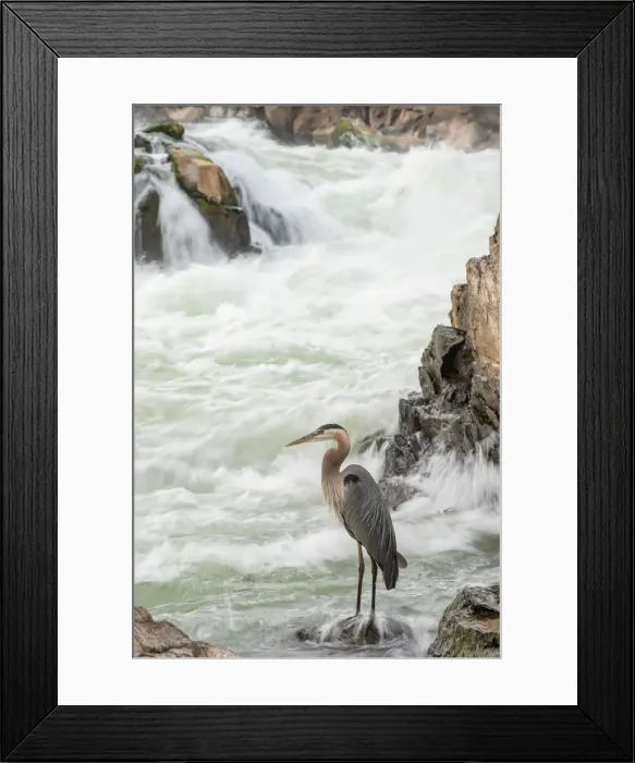Framed Print : Great Blue Heron at Great Falls on the Potomac River near Potomac, Maryland Framed Print : Great Blue Heron at Great Falls on the Potomac River near Potomac, Maryland