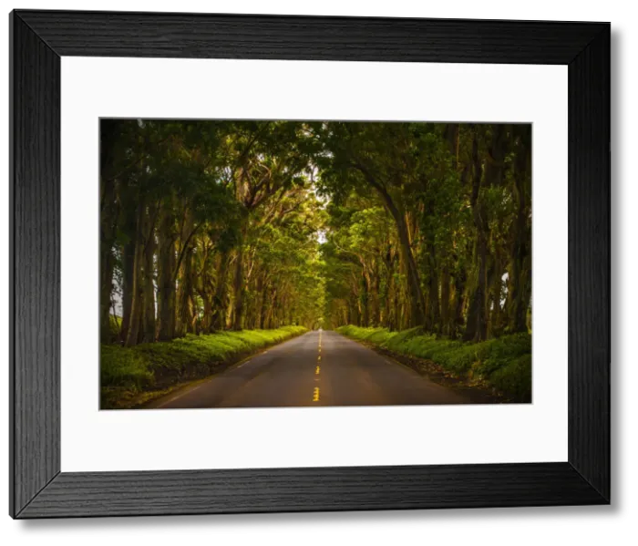 Framed Print : A tunnel of trees stretches to the horizon as light trickles down onto the road below Framed Print : A tunnel of trees stretches to the horizon as light trickles down onto the road below