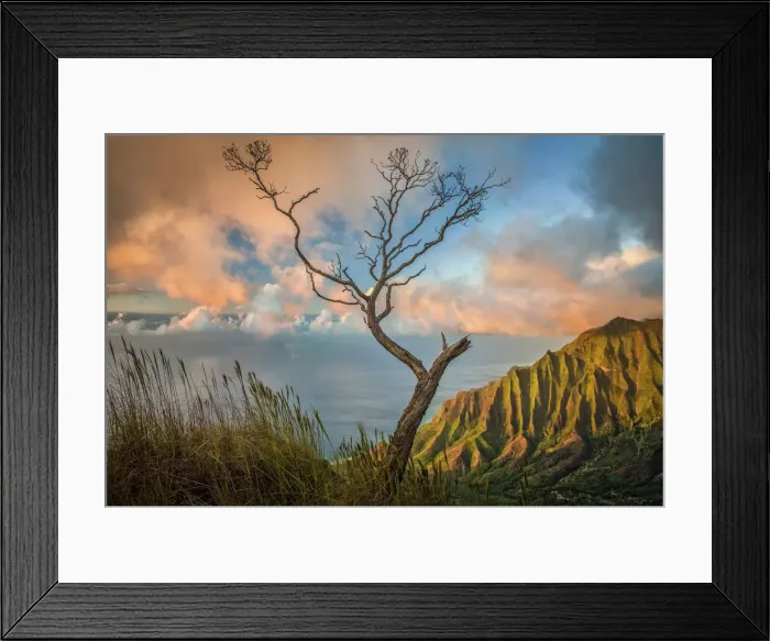 Framed Print : A lone acacia koa tree stretches up to the colorful sunset clouds over the Kalalau Valley Framed Print : A lone acacia koa tree stretches up to the colorful sunset clouds over the Kalalau Valley
