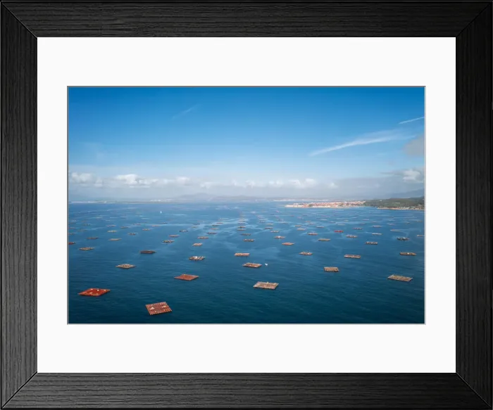 Framed Print : Fish farm, drone panorama view, in the Atlantic Ocean, Arousa Island, Galicia, Spain Framed Print : Fish farm, drone panorama view, in the Atlantic Ocean, Arousa Island, Galicia, Spain
