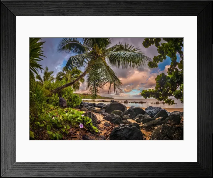 Framed Print : Sunrise under a coconut palm on a calm ocean bay, Kiluea, Hawaii Framed Print : Sunrise under a coconut palm on a calm ocean bay, Kiluea, Hawaii