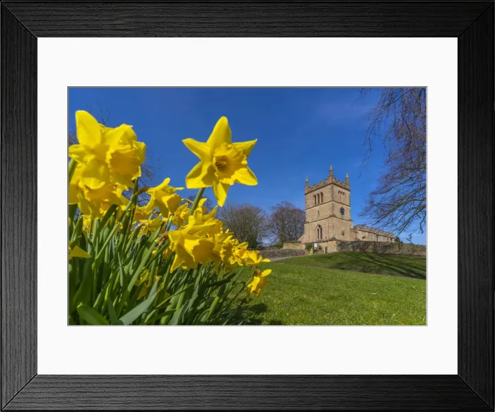 Framed Print : View of daffodils and St. Leonards Church, Scarcliffe near Chesterfield, Derbyshire Framed Print : View of daffodils and St. Leonards Church, Scarcliffe near Chesterfield, Derbyshire