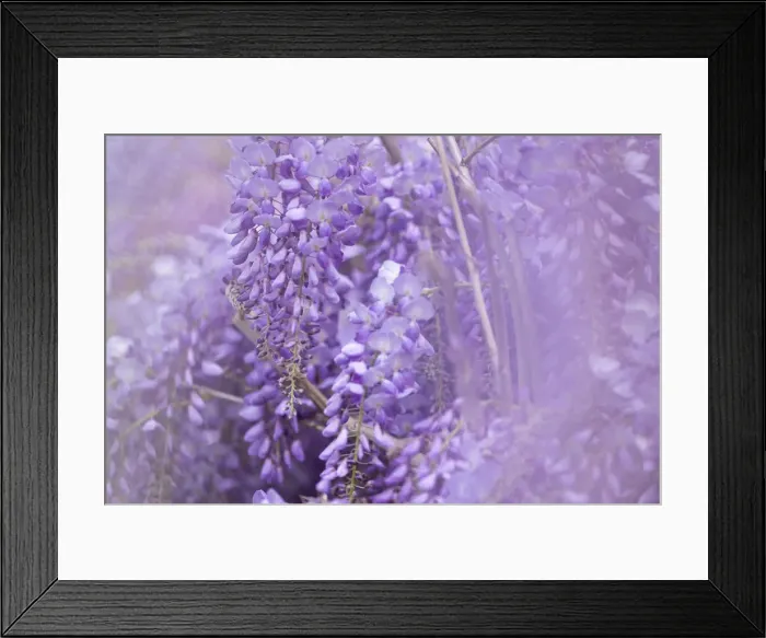 Framed Print : Wisteria blossom, Emilia Romagna, Italy, Europe Framed Print : Wisteria blossom, Emilia Romagna, Italy, Europe