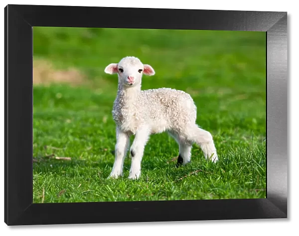 Cute little lamb in spring time, Salciua, Romania, Europe