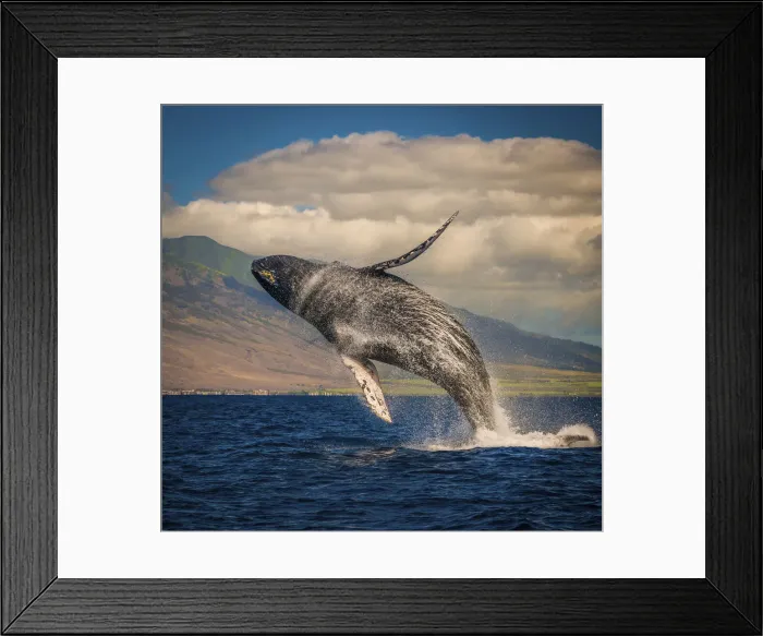 Framed Print : Mother whale fully breaches the water, Maui, Hawaii, United States of America, Pacific Framed Print : Mother whale fully breaches the water, Maui, Hawaii, United States of America, Pacific