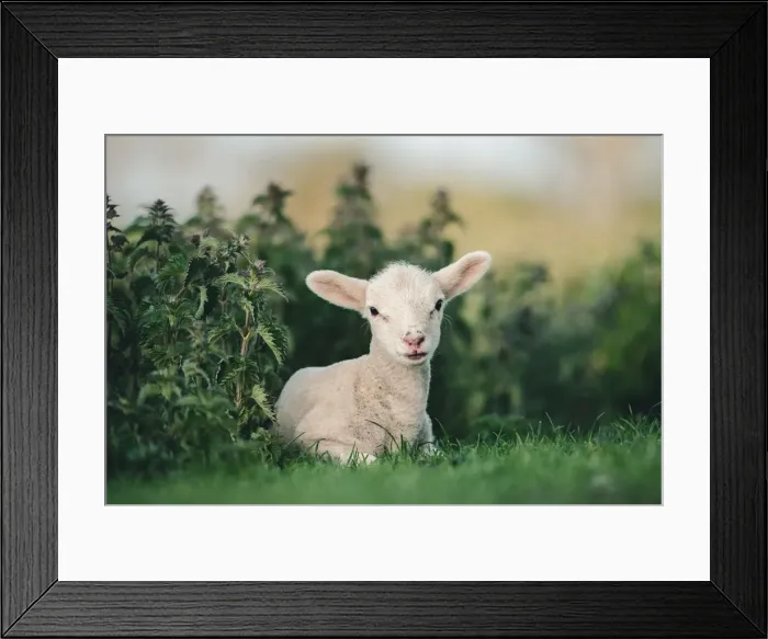 Framed Print : Young Spring Lamb lying in a field, Oxfordshire, England, United Kingdom, Europe Framed Print : Young Spring Lamb lying in a field, Oxfordshire, England, United Kingdom, Europe