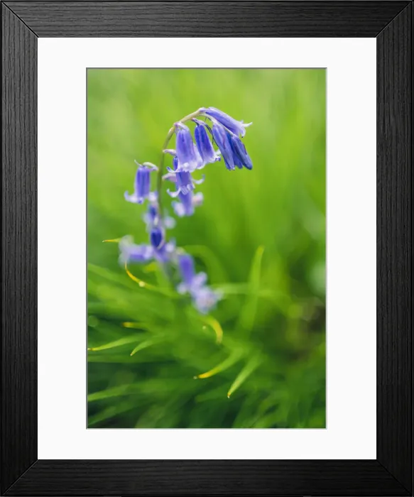 Framed Print : Bluebells in a Bluebell Wood in Oxfordshire, England, United Kingdom, Europe Framed Print : Bluebells in a Bluebell Wood in Oxfordshire, England, United Kingdom, Europe