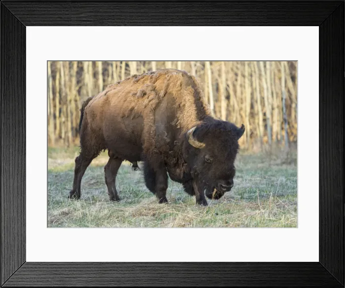 Framed Print : Plains Bison shedding winter fur in Spring, Elk Island National Park, Alberta, Canada Framed Print : Plains Bison shedding winter fur in Spring, Elk Island National Park, Alberta, Canada
