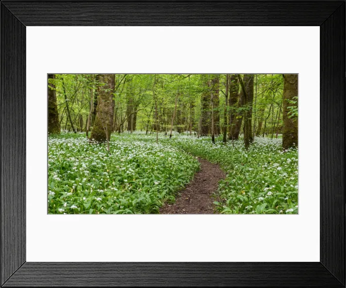 Framed Print : A winding footpath in the garlic woods near Lennox Castle in Lennoxtown Framed Print : A winding footpath in the garlic woods near Lennox Castle in Lennoxtown