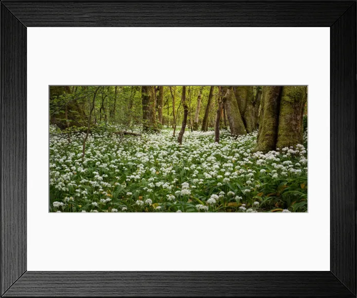 Framed Print : In the garlic woods near Lennox Castle in Lennoxtown, East Dunbartonshire, Scotland Framed Print : In the garlic woods near Lennox Castle in Lennoxtown, East Dunbartonshire, Scotland