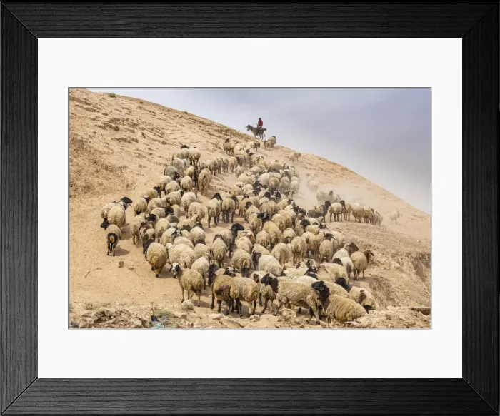 Framed Print : Shepherd with his sheep, Mosul, Iraq, Middle East
