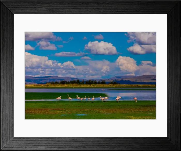 Framed Print : Flamingos grazing by lake, Ayacucho, Peru, South America Framed Print : Flamingos grazing by lake, Ayacucho, Peru, South America