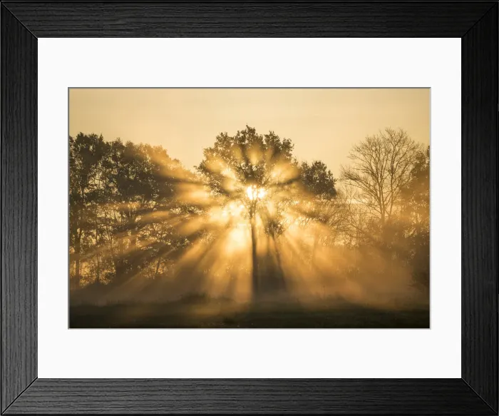 Framed Print : Sunrise over trees, Les Landes, Nouvelle-Aquitaine, France, Europe Framed Print : Sunrise over trees, Les Landes, Nouvelle-Aquitaine, France, Europe