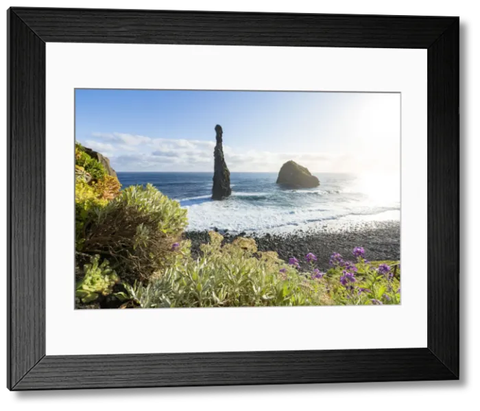 Framed Print : Flowering plants framing the sea stack rocks of Ilheus da Rib and Ribeira da Janela Framed Print : Flowering plants framing the sea stack rocks of Ilheus da Rib and Ribeira da Janela