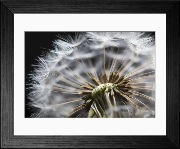 Framed Print : Close up of Dandelion seedhead, United Kingdom, Europe Framed Print : Close up of Dandelion seedhead, United Kingdom, Europe