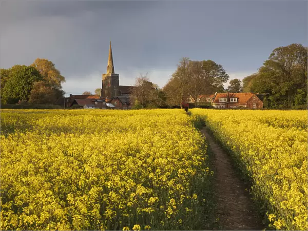 Footpath in rapeseed field to village of Peasemore and St