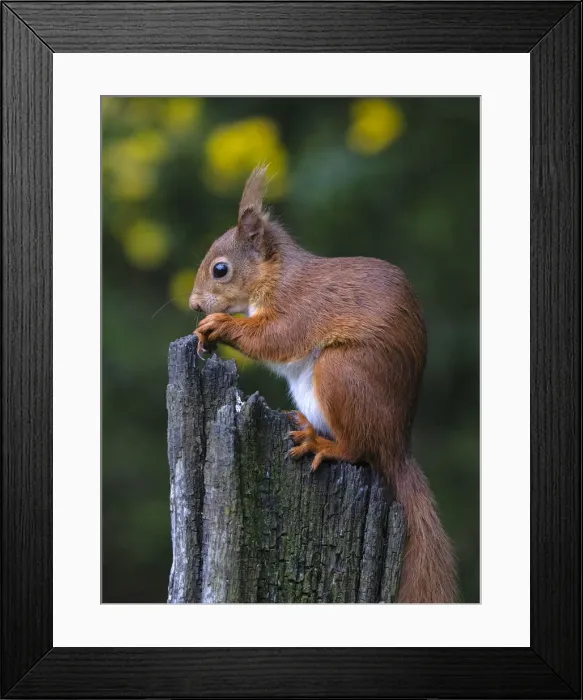 Framed Print : Red Squirrel, County Laois, Leinster, Republic of Ireland, Europe Framed Print : Red Squirrel, County Laois, Leinster, Republic of Ireland, Europe