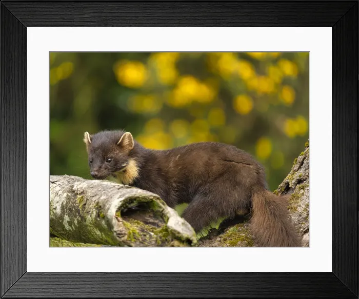 Framed Print : Pine Marten, County Laois, Leinster, Republic of Ireland, Europe Framed Print : Pine Marten, County Laois, Leinster, Republic of Ireland, Europe