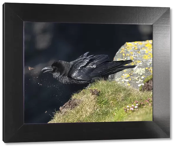 Raven, Loop Head, County Clare, Munster, Republic of Ireland, Europe
