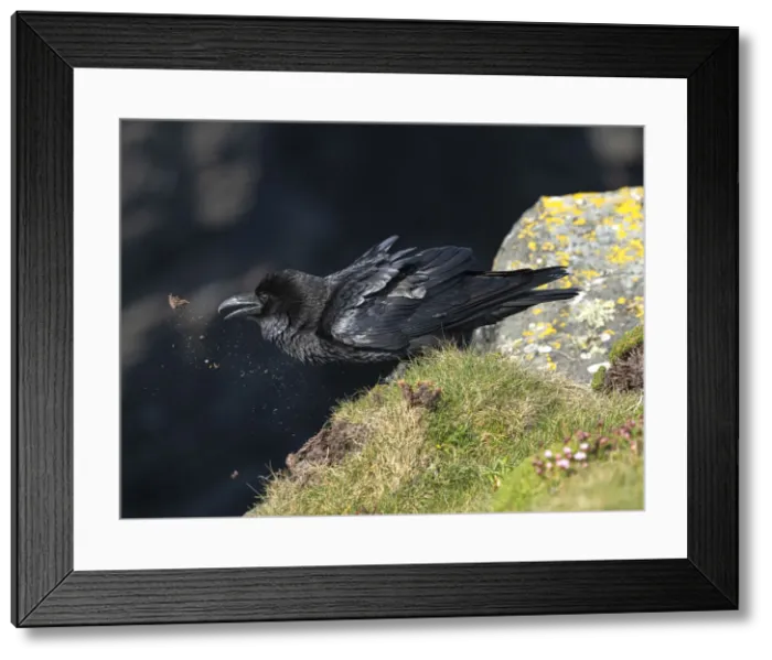 Framed Print : Raven, Loop Head, County Clare, Munster, Republic of Ireland, Europe Framed Print : Raven, Loop Head, County Clare, Munster, Republic of Ireland, Europe