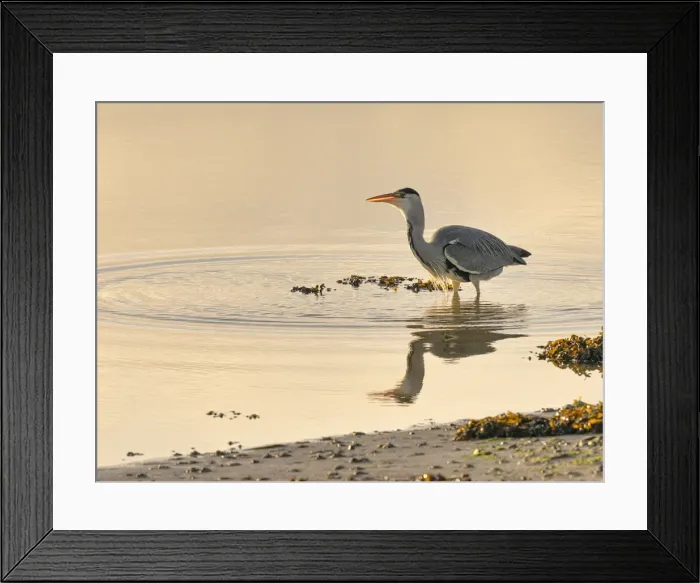 Framed Print : Grey Heron (Ardea cinerea), County Clare, Munster, Republic of Ireland, Europe Framed Print : Grey Heron (Ardea cinerea), County Clare, Munster, Republic of Ireland, Europe