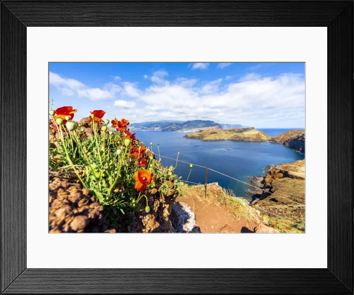 Framed Print : Red poppies along the hiking path to the scenic cliffs of Ponta de Sao Lourenco, Canical Framed Print : Red poppies along the hiking path to the scenic cliffs of Ponta de Sao Lourenco, Canical