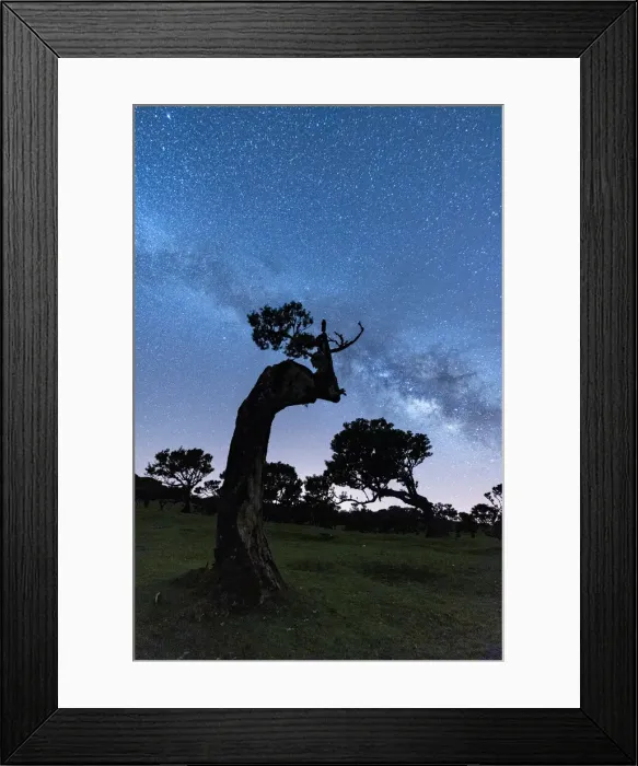 Framed Print : Milky Way in the night sky over tree trunks of Fanal forest, Madeira island, Portugal Framed Print : Milky Way in the night sky over tree trunks of Fanal forest, Madeira island, Portugal