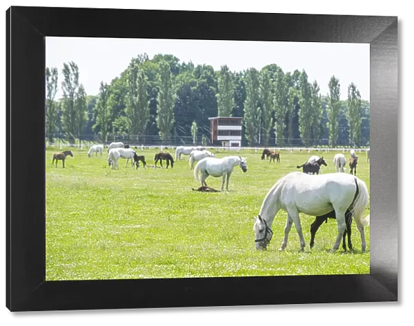 Landscape for Breeding and Training of Ceremonial Carriage Horses at Kladruby nad Labem