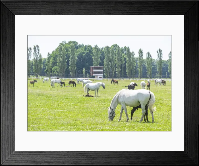 Framed Print : Landscape for Breeding and Training of Ceremonial Carriage Horses at Kladruby nad Labem Framed Print : Landscape for Breeding and Training of Ceremonial Carriage Horses at Kladruby nad Labem