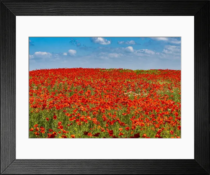 Framed Print : Poppy flower field, Zelena Hora, Czech Republic, Europe Framed Print : Poppy flower field, Zelena Hora, Czech Republic, Europe