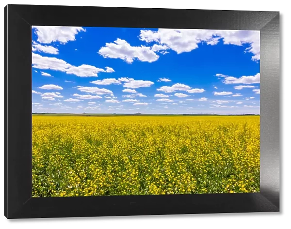 Rolling field of yellow flowers under a blue sky and fluffy clouds, North Dakota