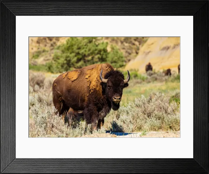 Framed Print : Bison grazing along the Theodore Roosevelt National Park North Unit, North Dakota