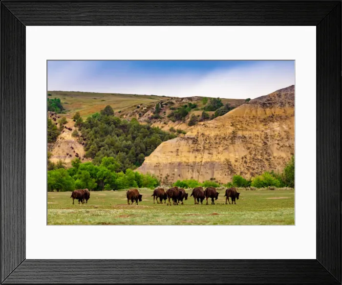 Framed Print : Bison in the Theodore Roosevelt National Park South Unit, North Dakota Framed Print : Bison in the Theodore Roosevelt National Park South Unit, North Dakota