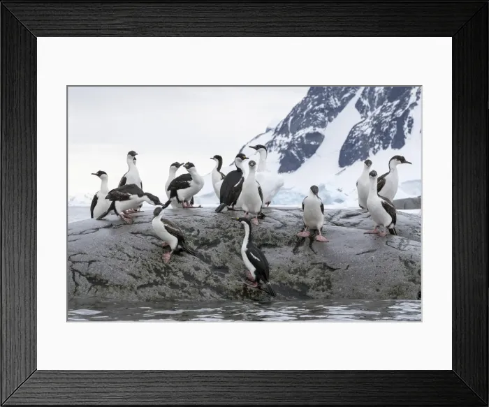 Framed Print : A group of adult Antarctic shags (Leucocarbo bransfieldensis) Framed Print : A group of adult Antarctic shags (Leucocarbo bransfieldensis)