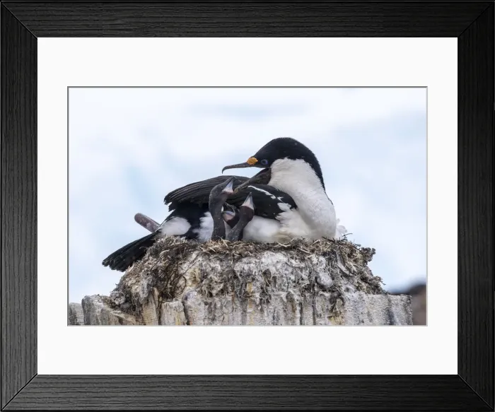Framed Print : An adult Antarctic shag (Leucocarbo bransfieldensis), feeding chicks on Wiencke Island Framed Print : An adult Antarctic shag (Leucocarbo bransfieldensis), feeding chicks on Wiencke Island