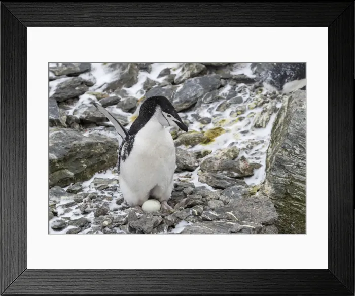 Framed Print : Chinstrap penguin (Pygoscelis antarcticus), on eggs at Coronation Island Framed Print : Chinstrap penguin (Pygoscelis antarcticus), on eggs at Coronation Island
