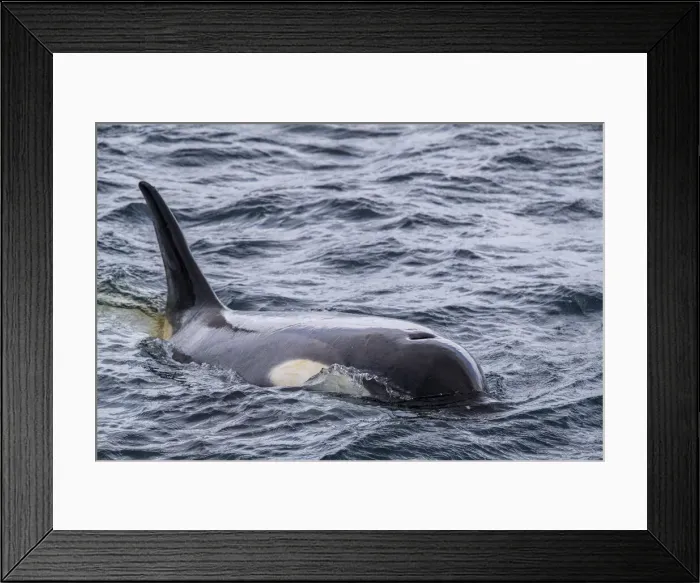 Framed Print : Ecotype Little B killer whale (Orcinus orca), surfacing in the Gerlache Strait Framed Print : Ecotype Little B killer whale (Orcinus orca), surfacing in the Gerlache Strait
