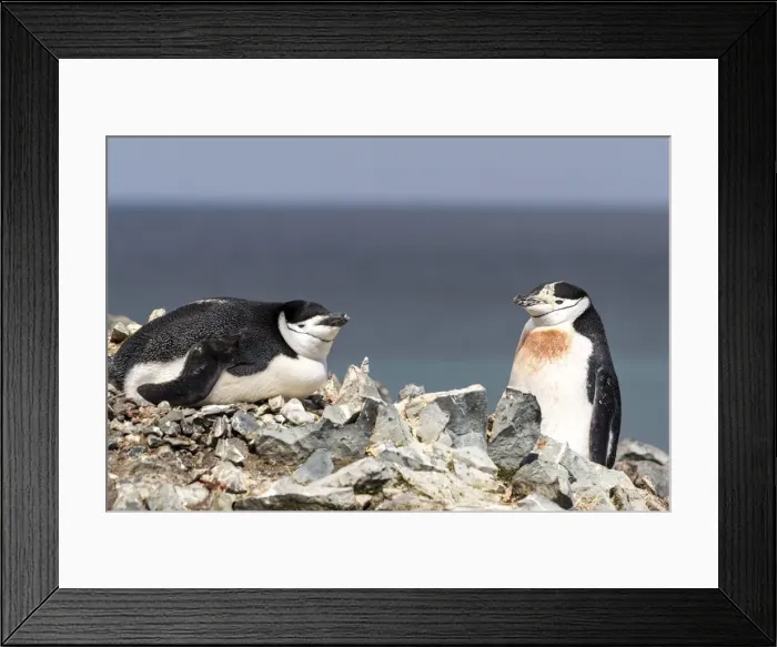 Framed Print : A pair of chinstrap penguins (Pygoscelis antarcticus), on Robert Island Framed Print : A pair of chinstrap penguins (Pygoscelis antarcticus), on Robert Island