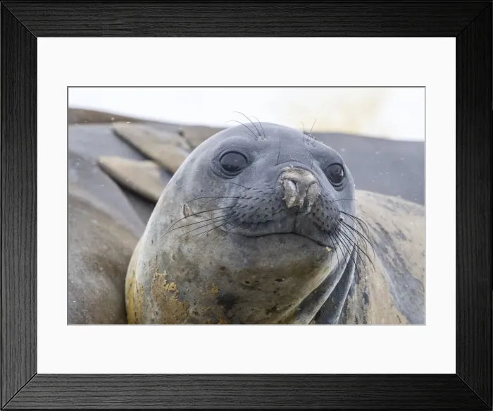 Framed Print : Adult southern elephant seals (Mirounga leonina), hauled out on the beach at Coronation Framed Print : Adult southern elephant seals (Mirounga leonina), hauled out on the beach at Coronation