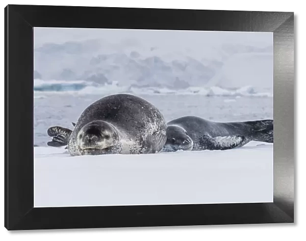 A mother leopard seal (Hydrurga leptonyx), hauled out on ice floe with her newborn pup
